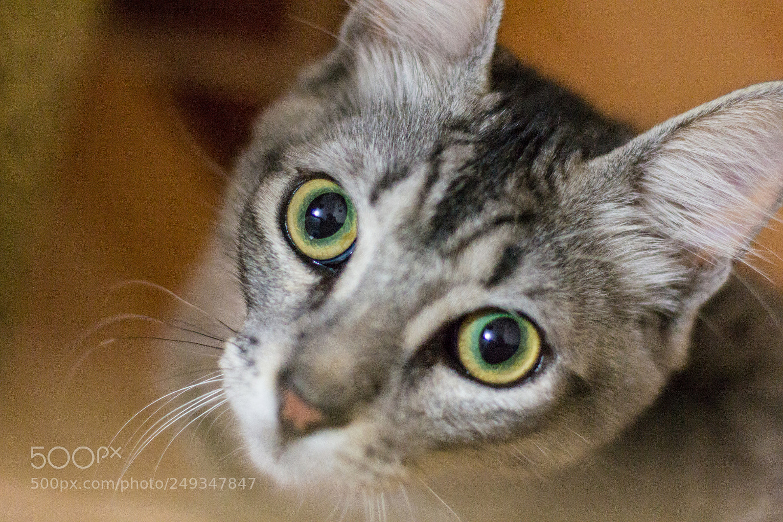 Nikon D3100 sample photo. Hórus photography