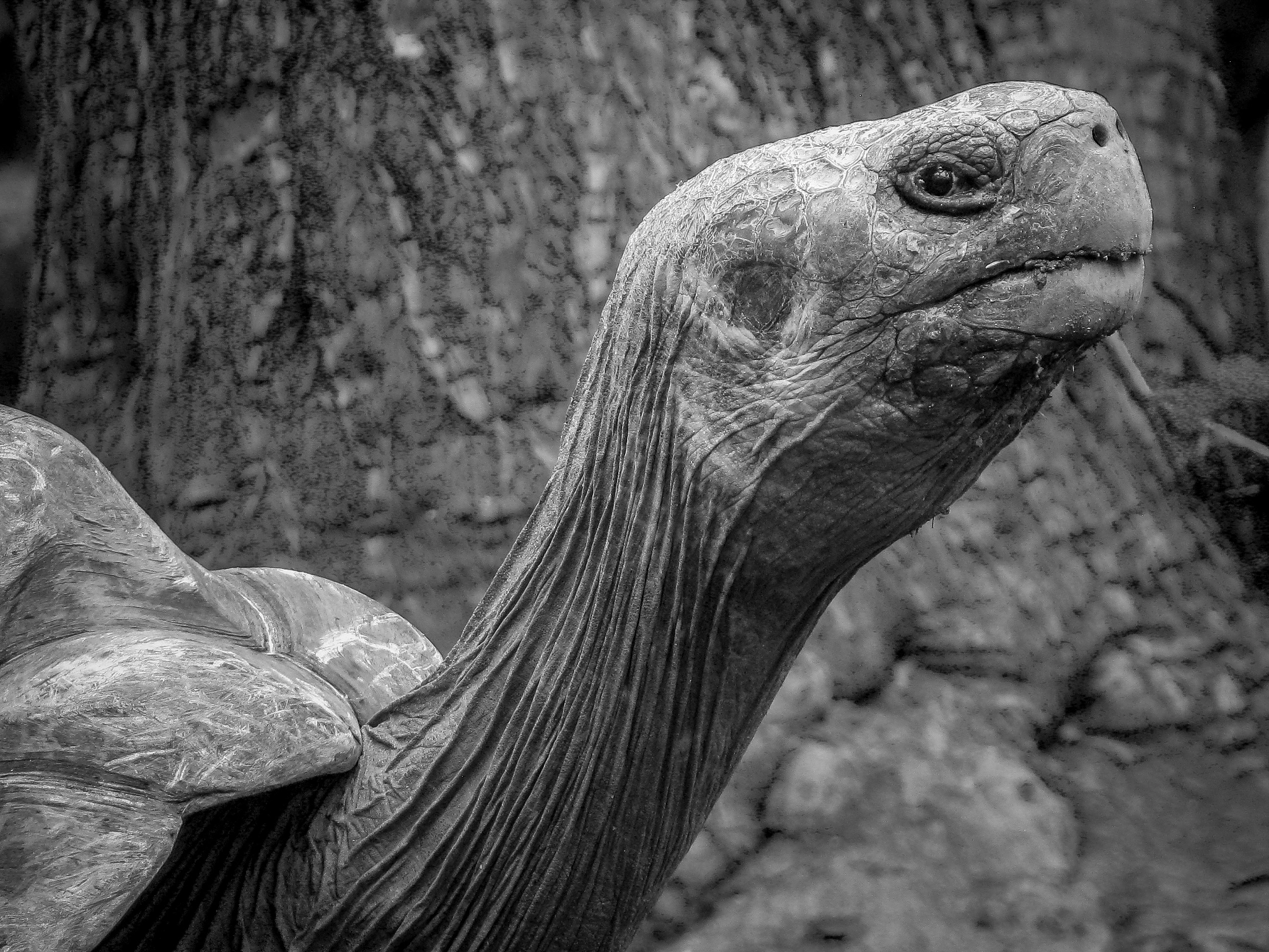 Canon POWERSHOT SX100 IS sample photo. Loro park tortoise photography