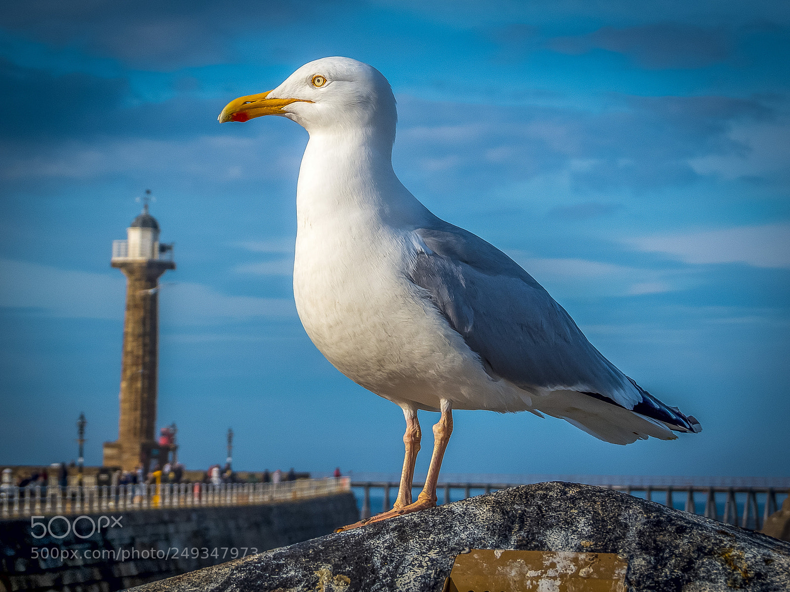 Canon PowerShot SX50 HS sample photo. Whitby seagull photography