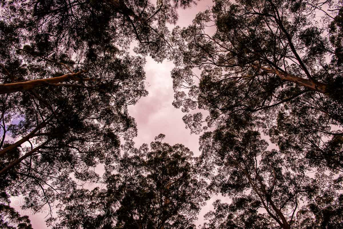 Nikon D610 sample photo. Lofty photography