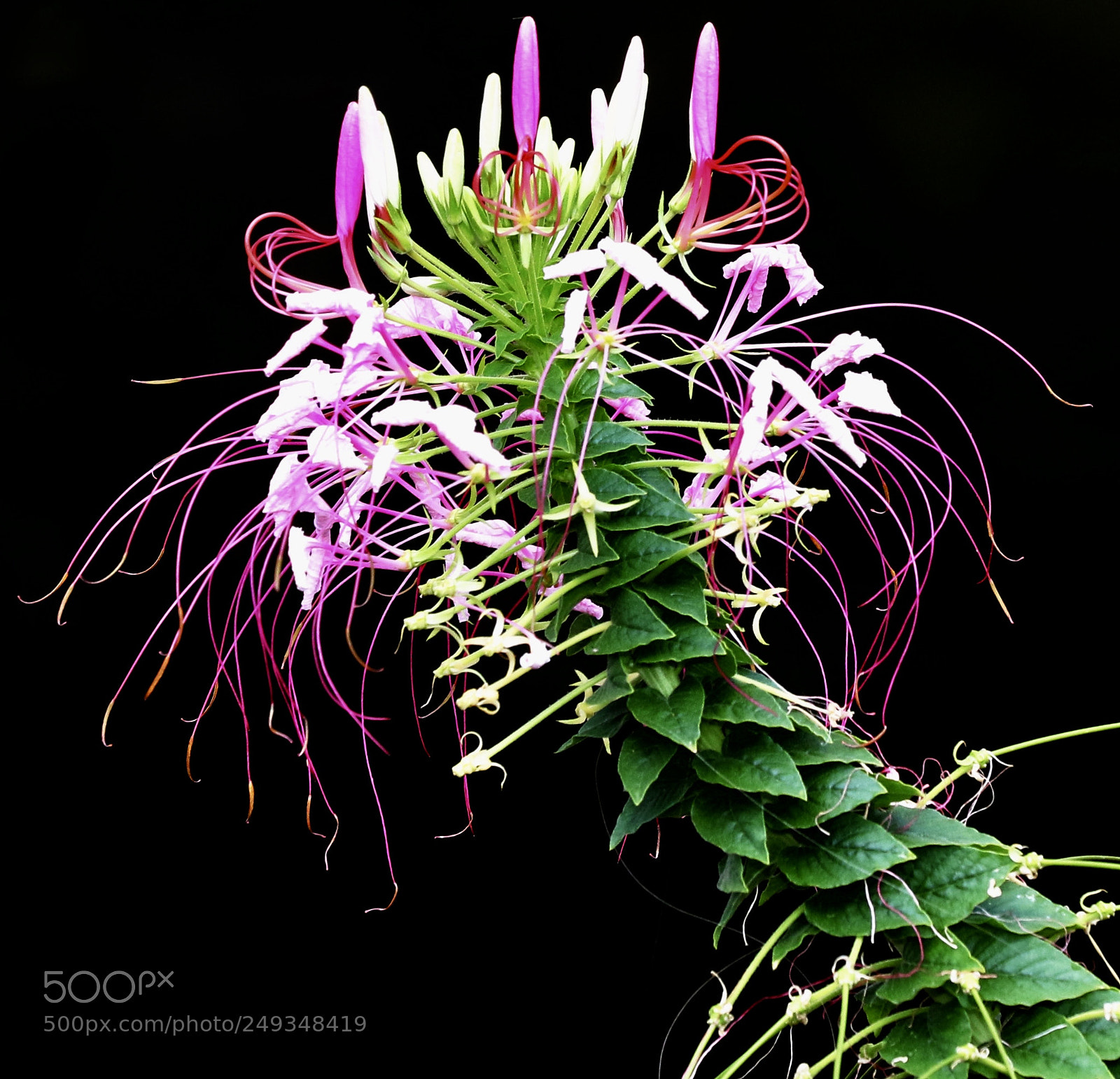 Canon EOS 7D Mark II sample photo. Colorful photography