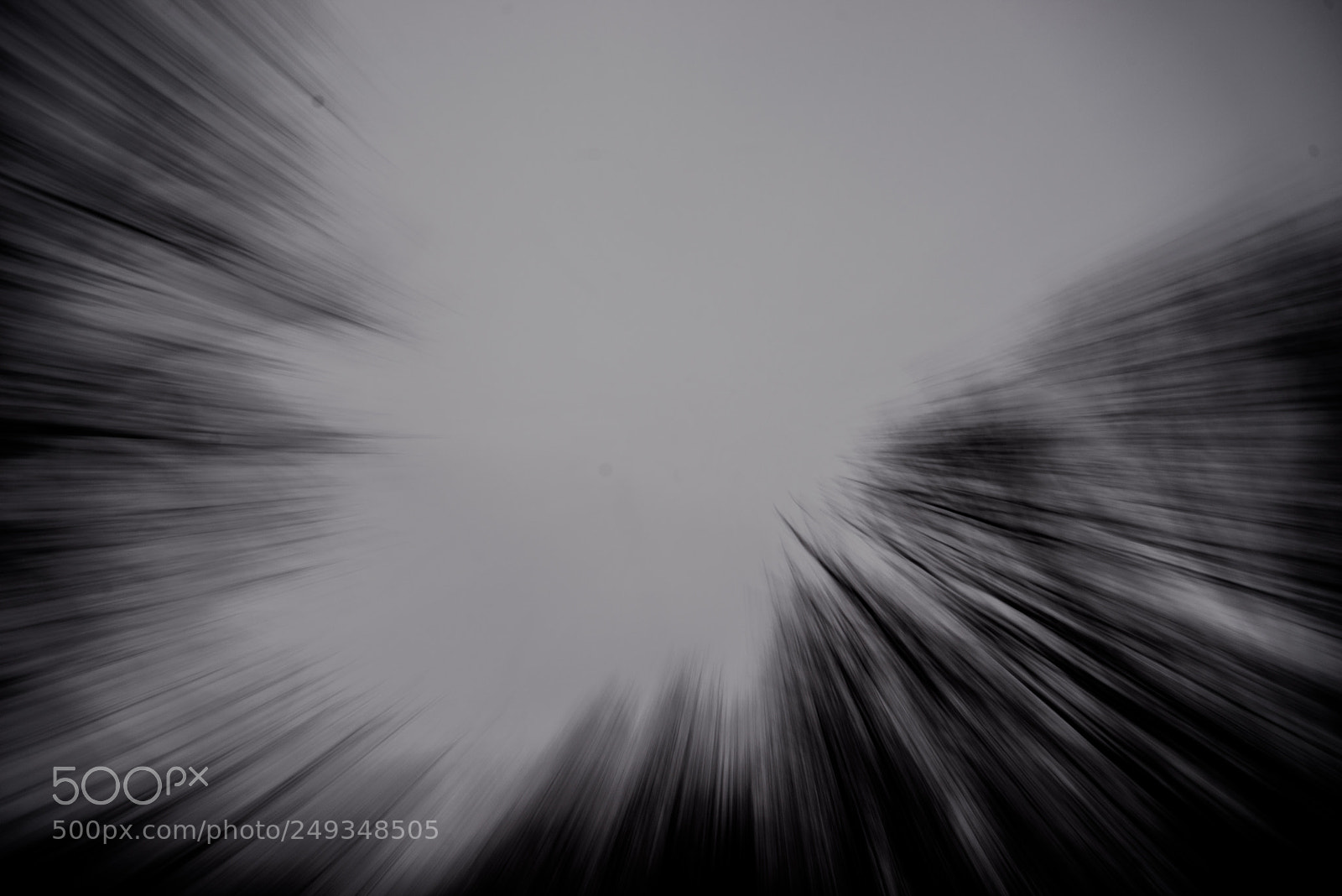 Nikon D800 sample photo. Snowy tree zoom photography