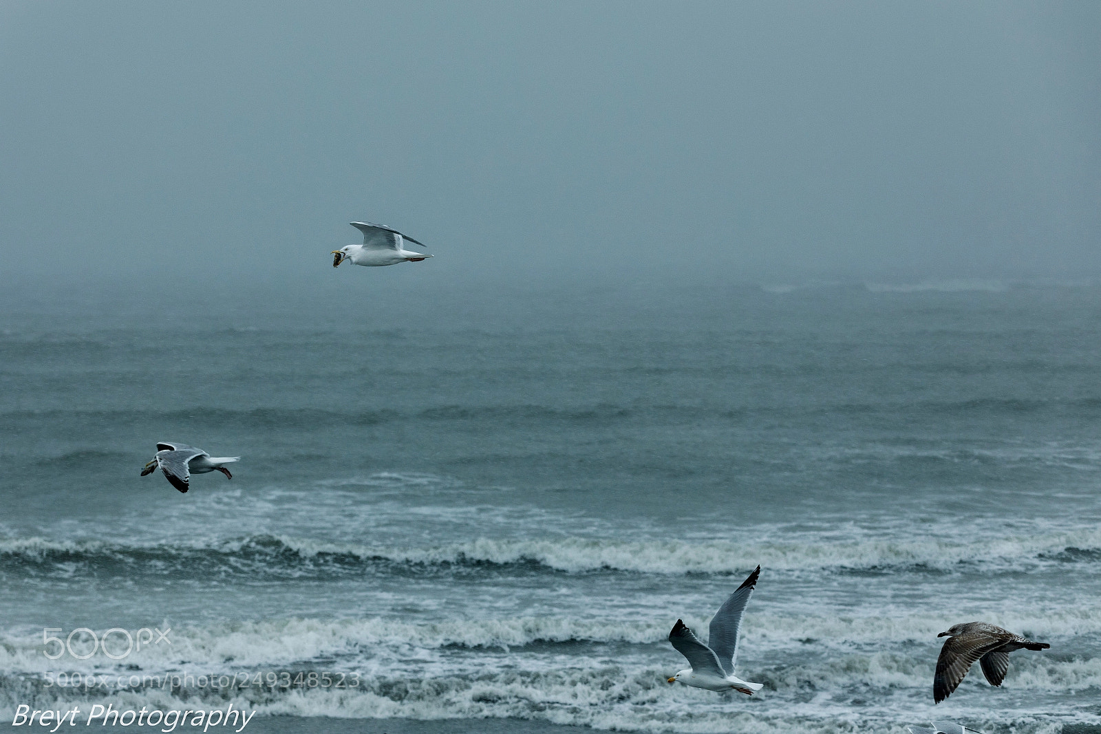 Canon EOS 5D Mark IV sample photo. Blizzard seagulls. photography