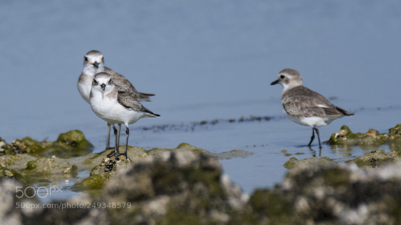 Nikon D500 sample photo. Three plovers photography