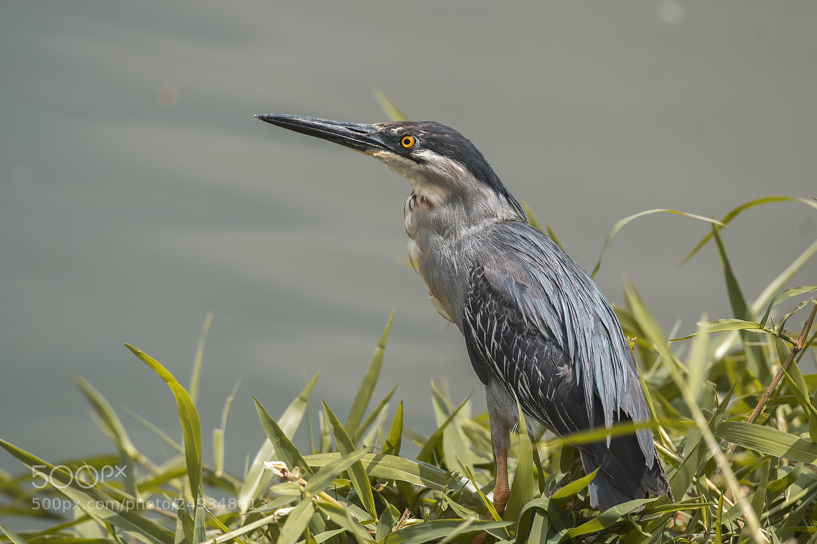 Nikon D500 sample photo. Soco photography