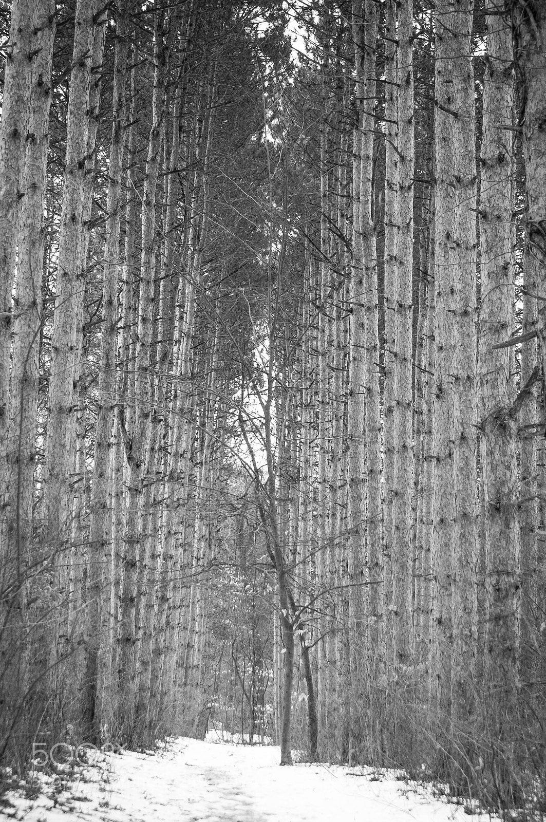 Nikon D90 sample photo. Happy woods black and photography