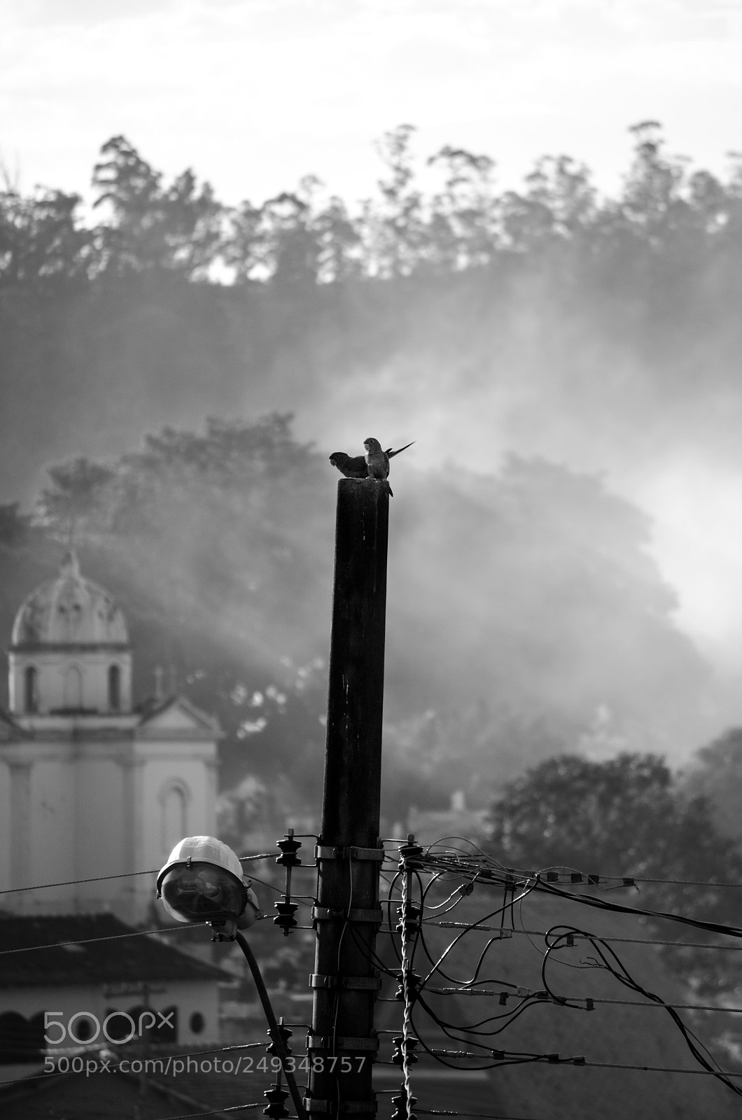 Nikon D5100 sample photo. Petites perruches photography