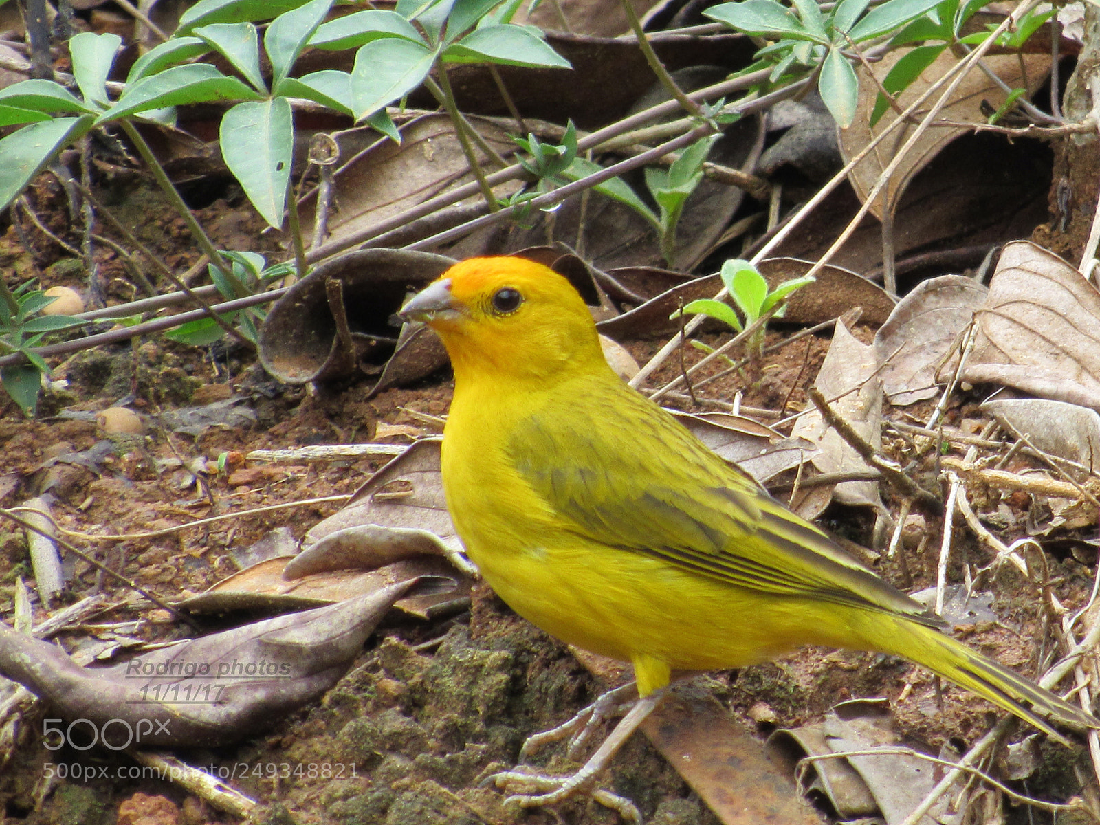 Canon PowerShot SX520 HS sample photo. Canario photography