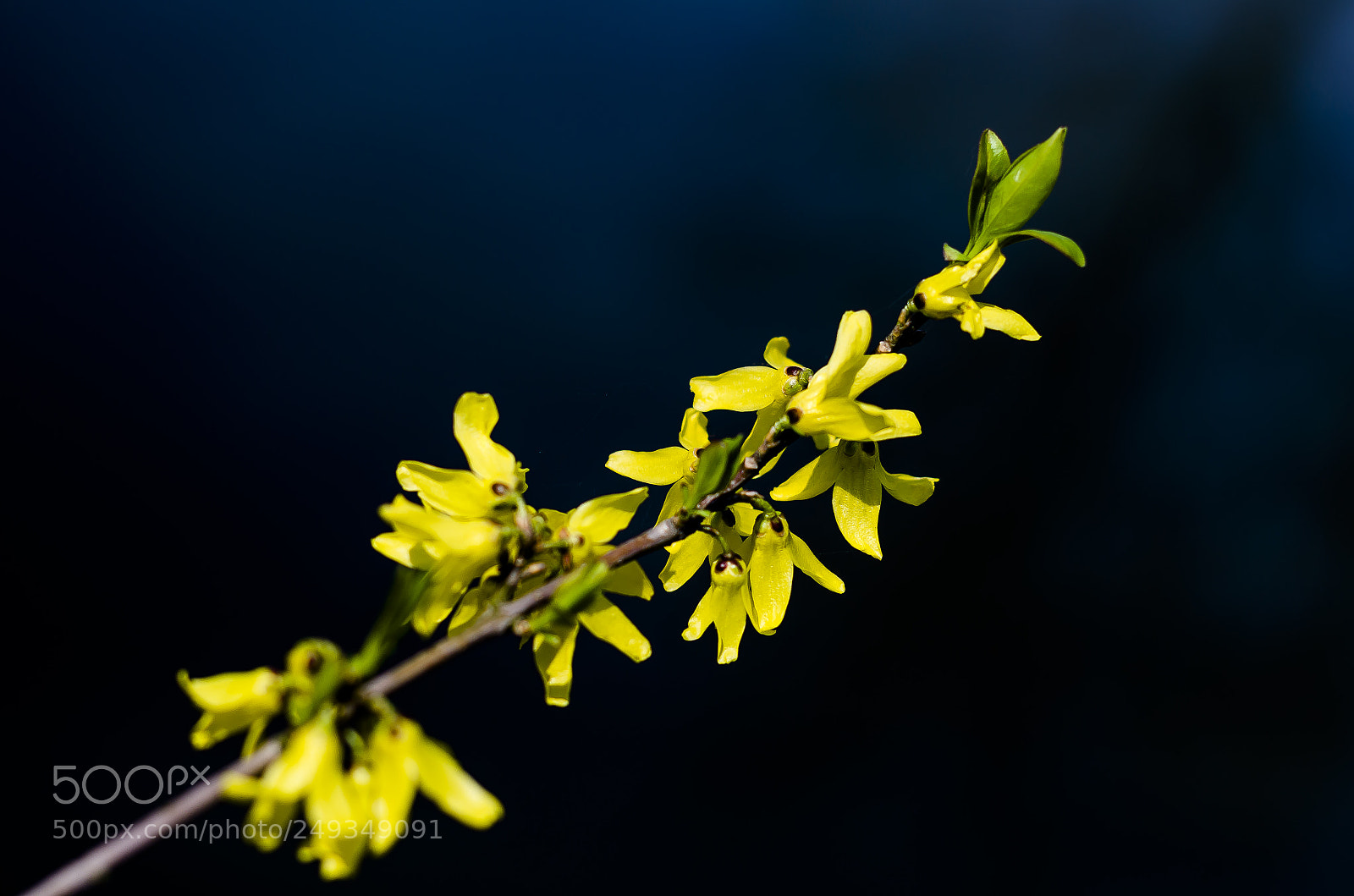 Nikon D7000 sample photo. Untitled photography