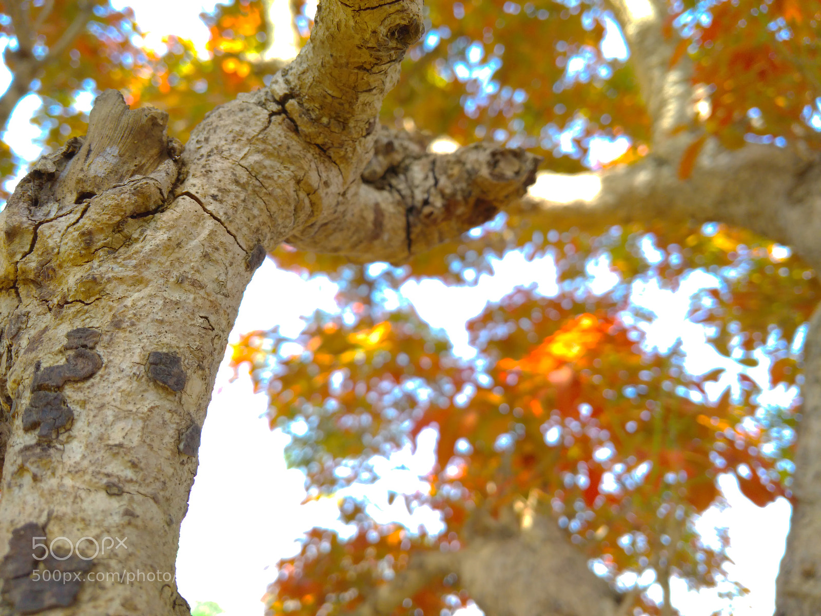 Xiaomi Redmi 4A sample photo. Untitled photography