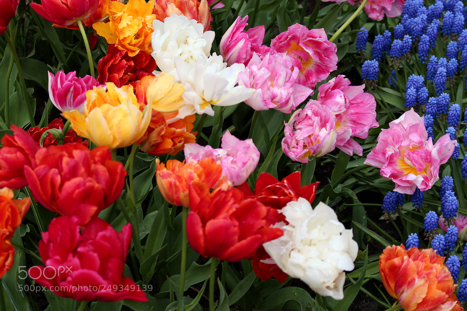 Canon EOS 700D (EOS Rebel T5i / EOS Kiss X7i) sample photo. More colours at keukenhof. photography
