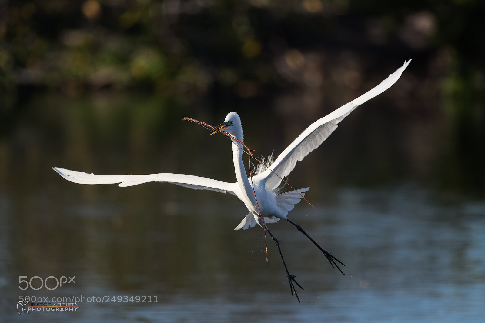 Canon EOS-1D X Mark II sample photo. Nest builder photography