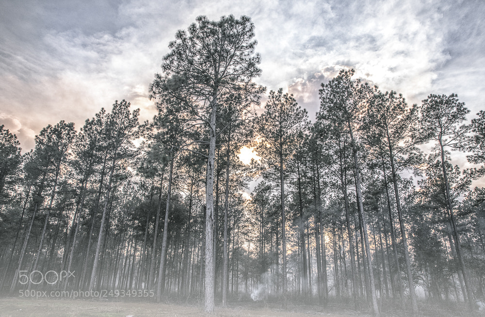 Canon EOS 5D Mark IV sample photo. Burning brush in georgia photography