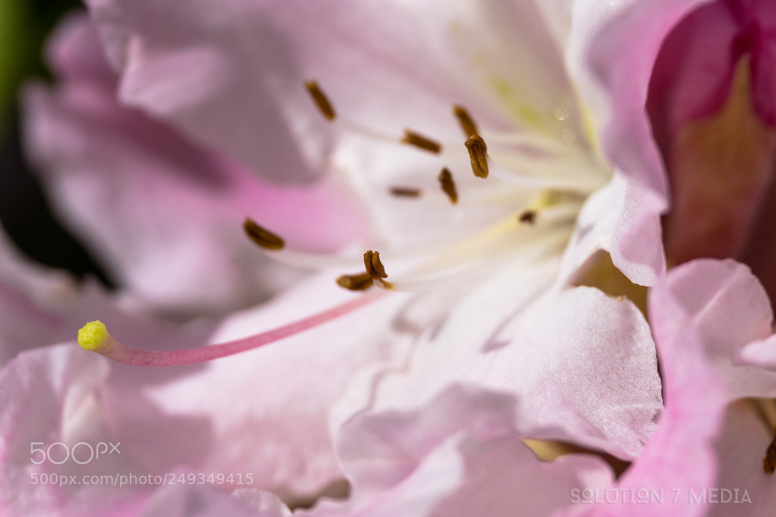 Sony a6000 sample photo. Spring flowers photography