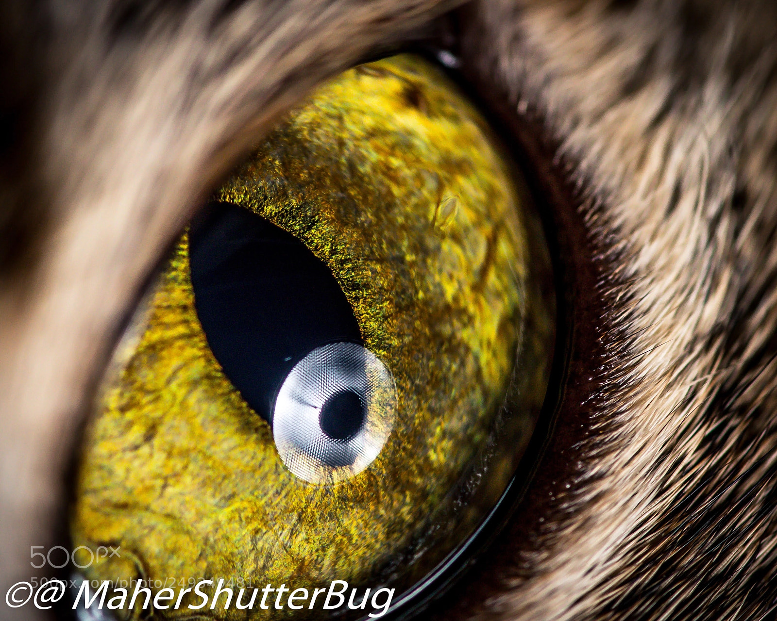 Canon EOS 5D Mark IV sample photo. A cat eyes a photography