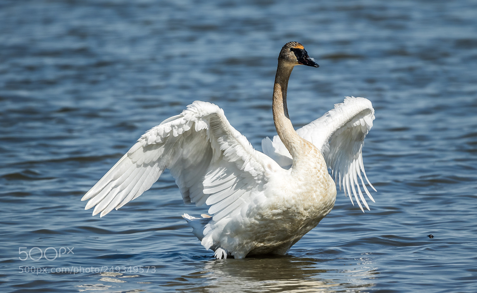 Canon EOS 7D Mark II sample photo. Swan photography