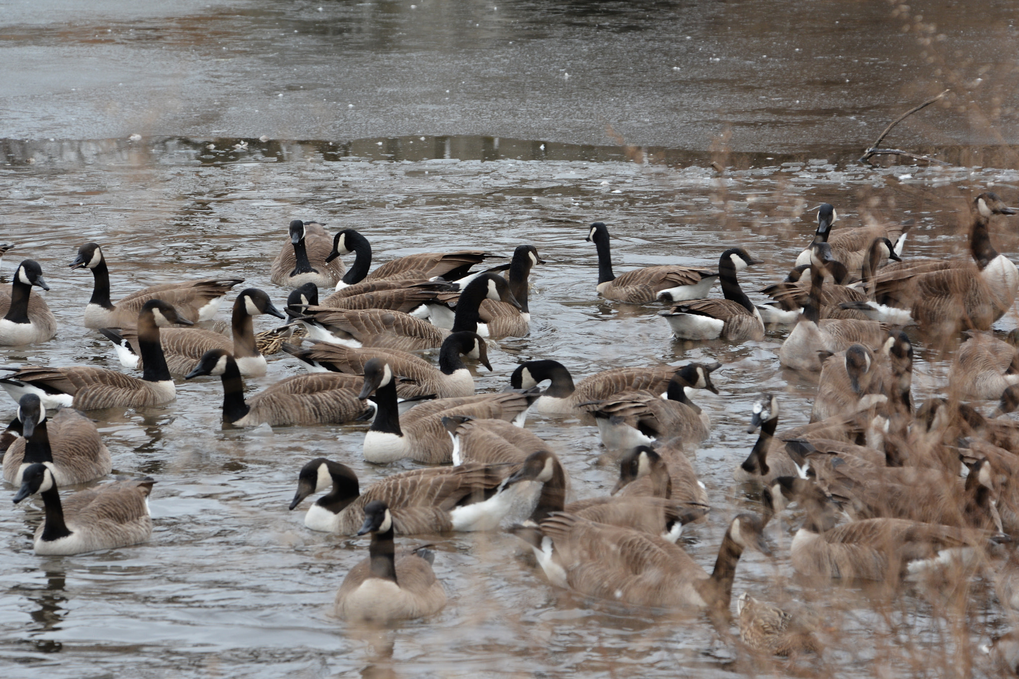 Nikon D7100 sample photo. Bird life. annual reunion photography