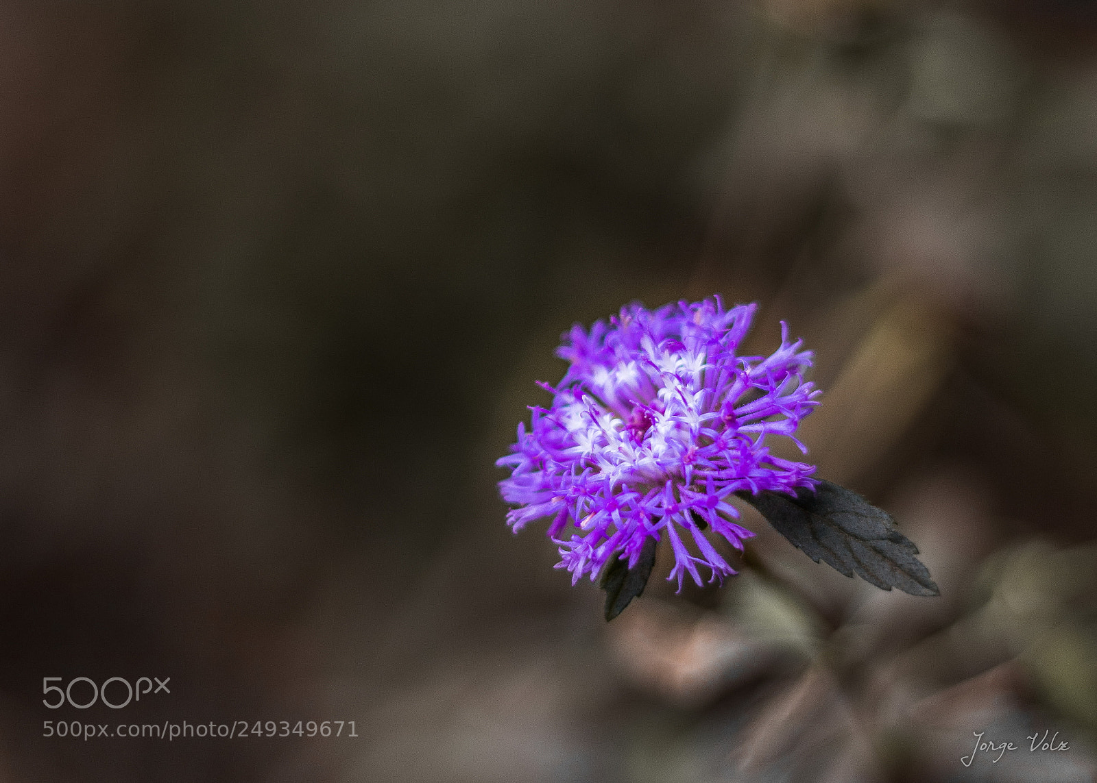 Canon EOS 80D sample photo. Lilac photography