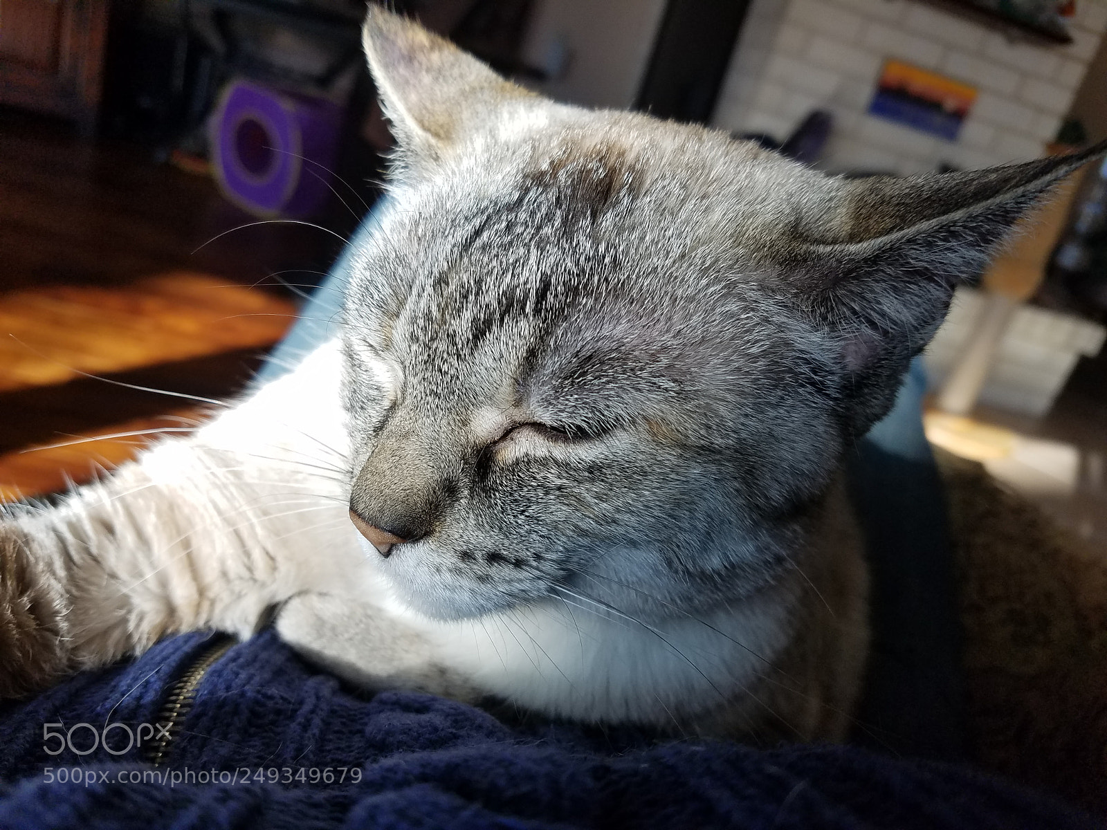 Samsung Galaxy S7 sample photo. Izzy photography