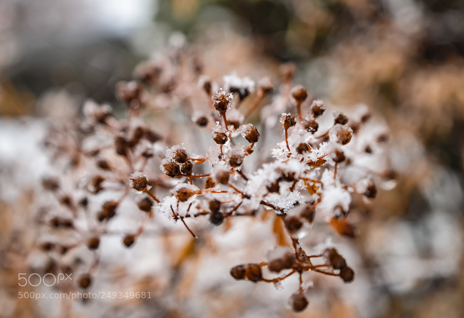 Nikon D3200 sample photo. Waiting for spring photography