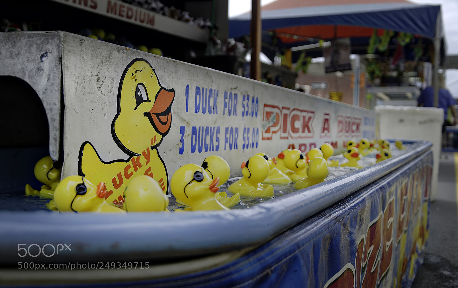 Nikon D800 sample photo. Pick a duck photography