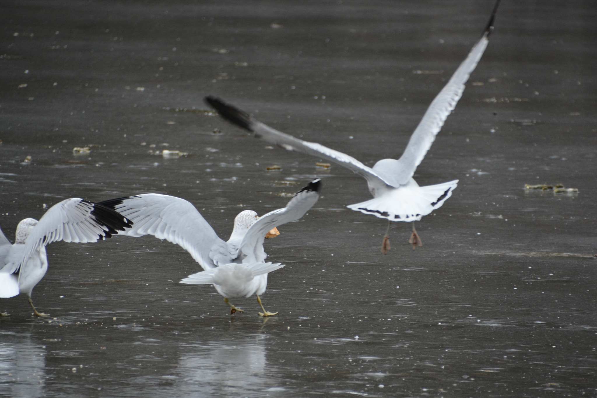 Nikon D7100 sample photo. Bird life. running take-off. photography