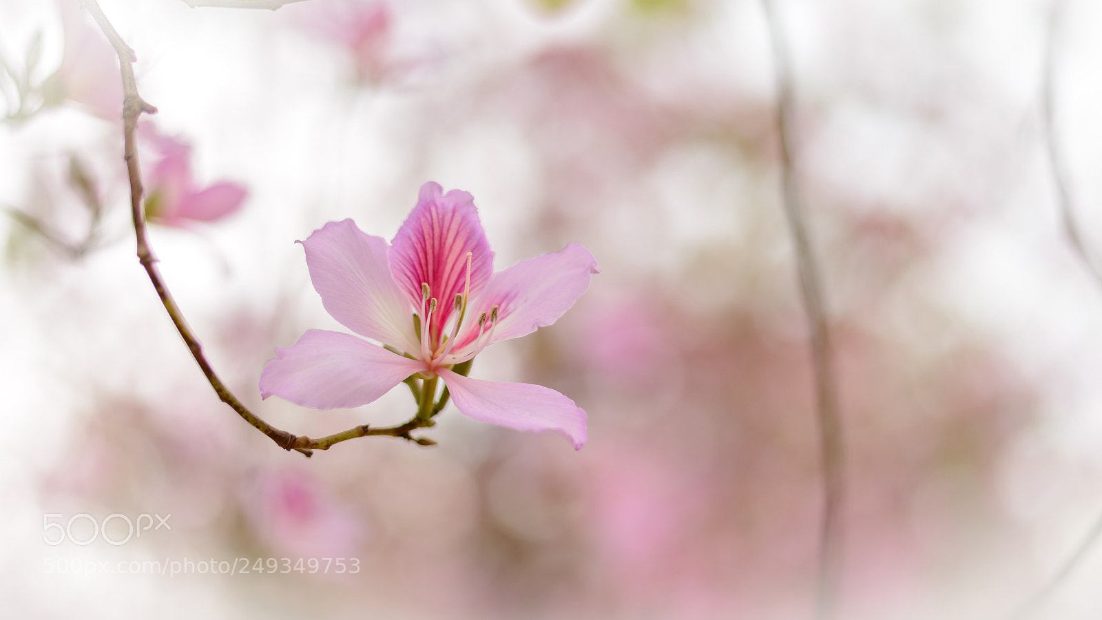 Nikon D610 sample photo. A single redbud photography