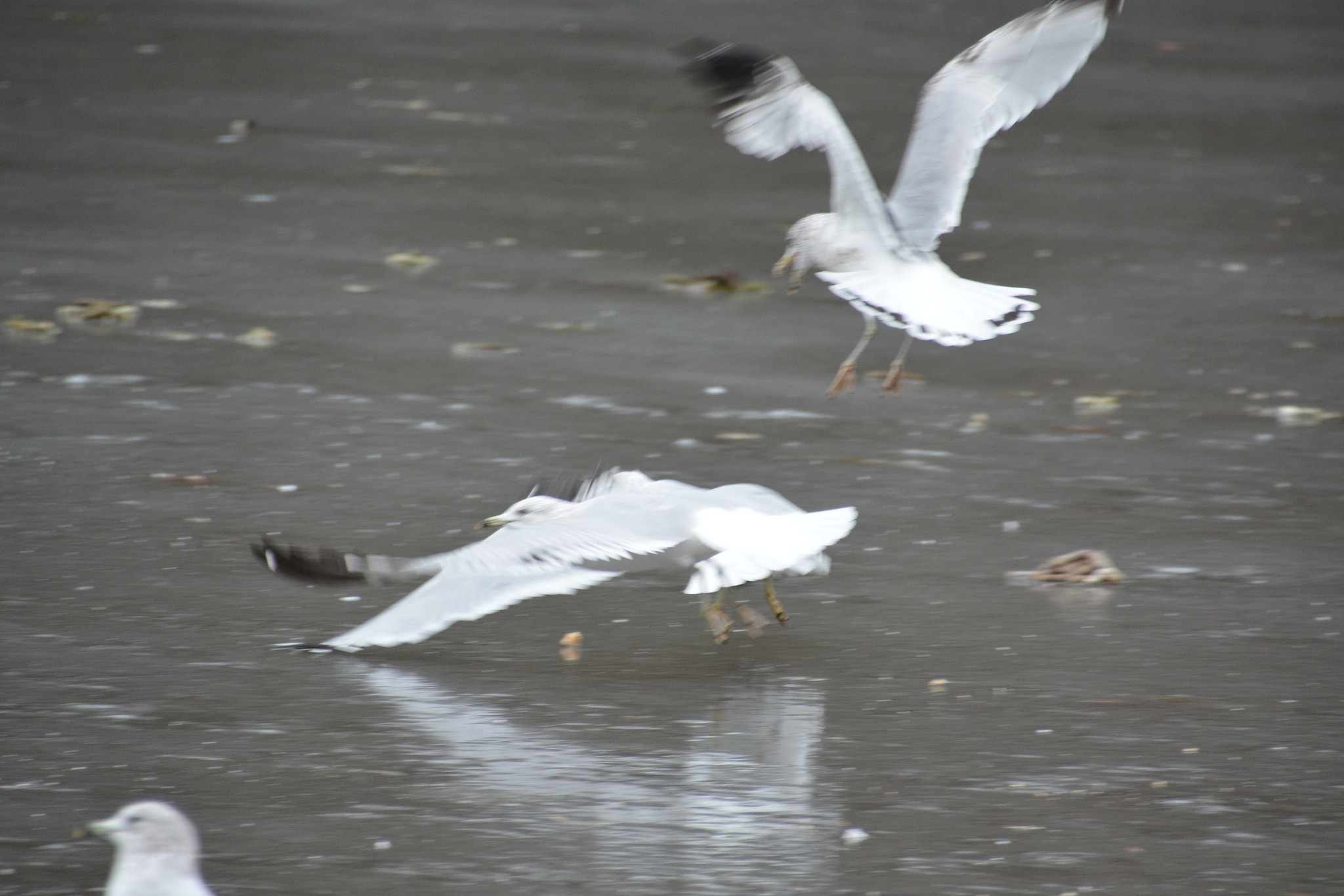 Nikon D7100 sample photo. Bird life. alighting on water. photography