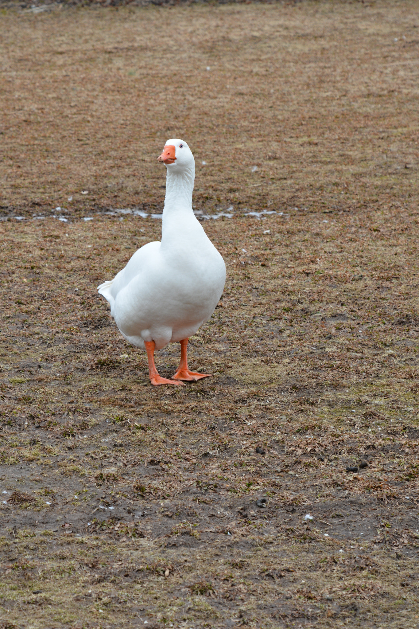 Nikon D7100 sample photo. Bird life. on guard. photography