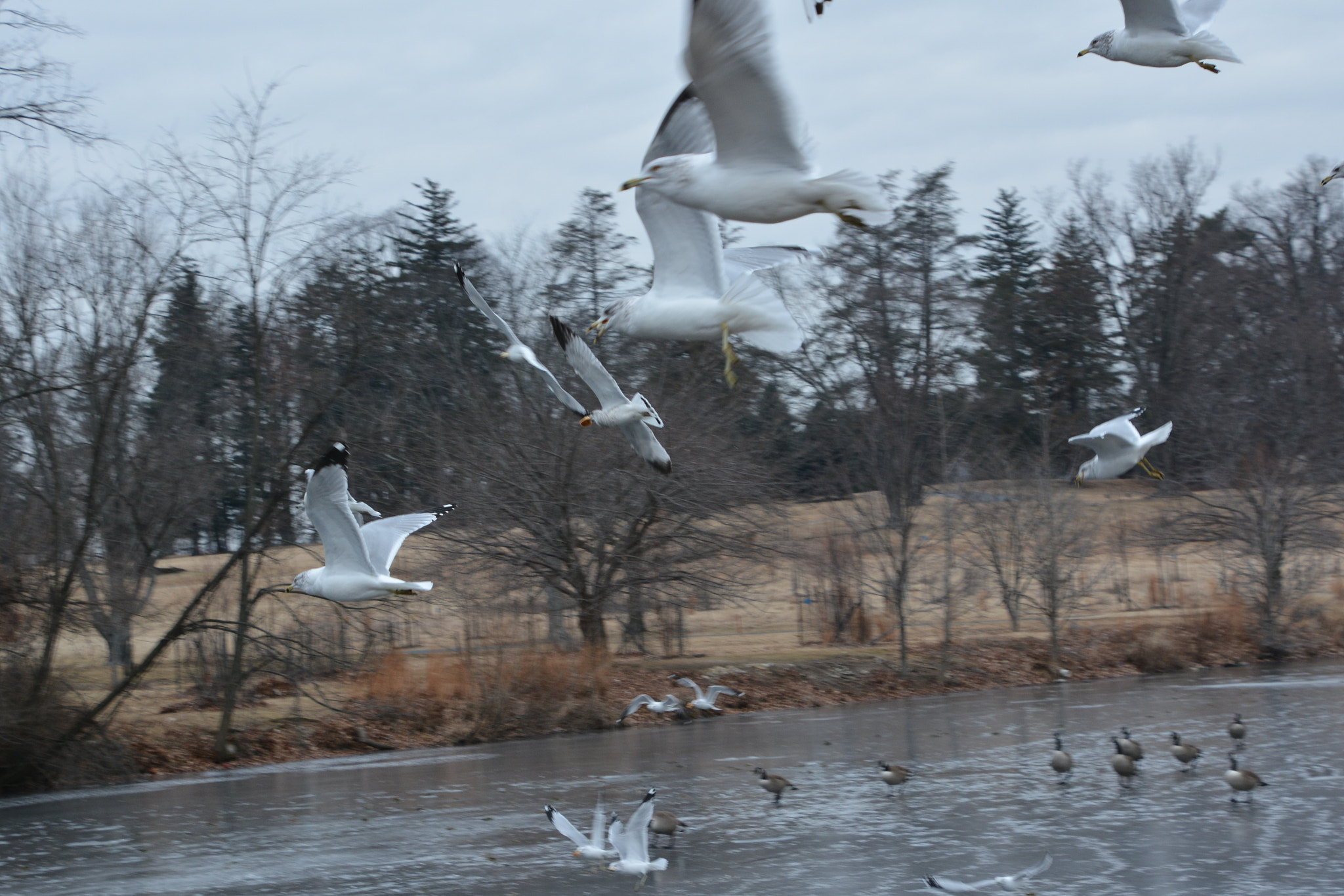 Nikon D7100 sample photo. Bird life. free flight! 1 photography