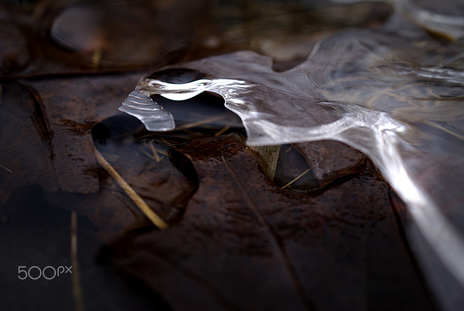 Sony DT 30mm F2.8 Macro SAM sample photo. Splintered photography