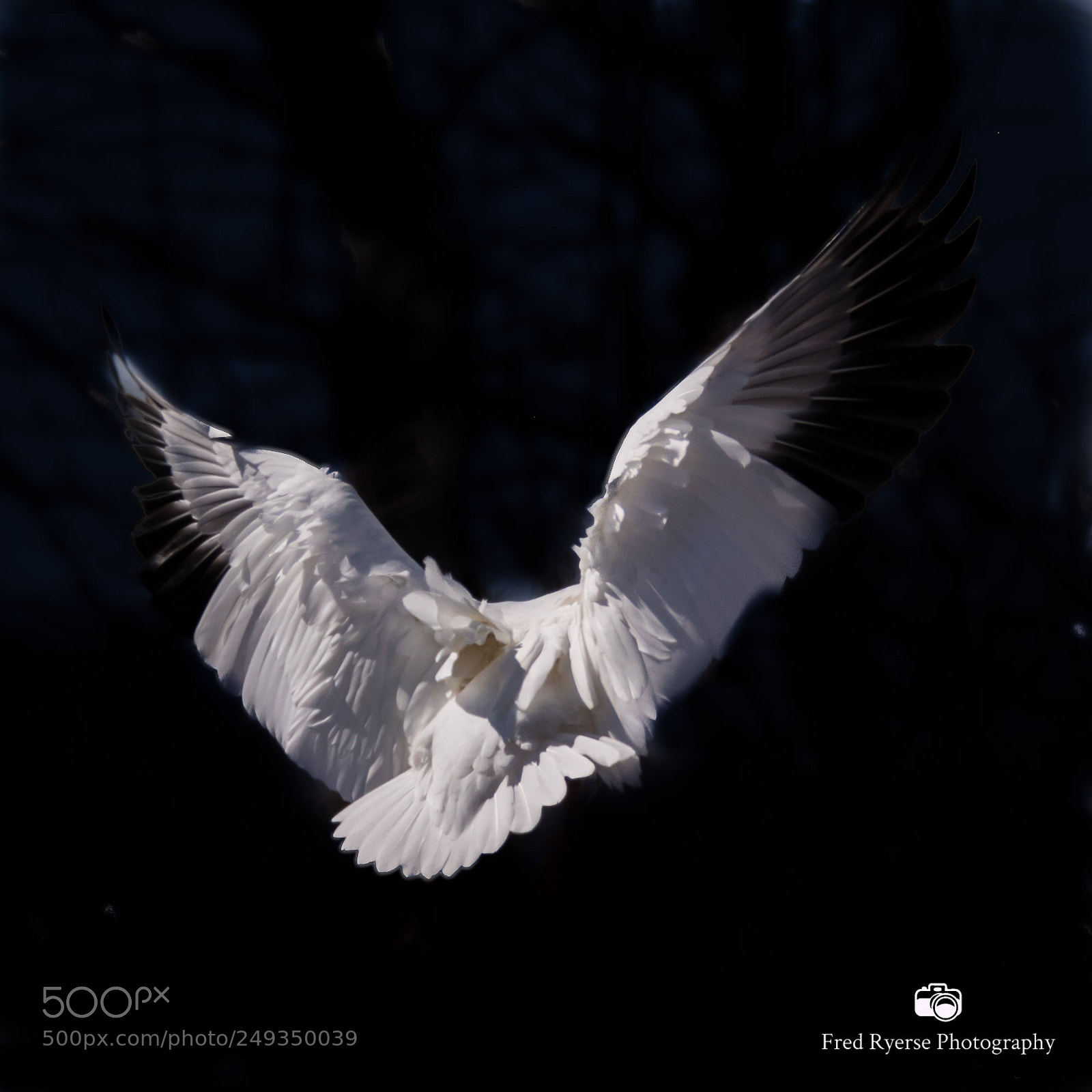 Canon EOS 5D Mark IV sample photo. Ruffled feathers photography