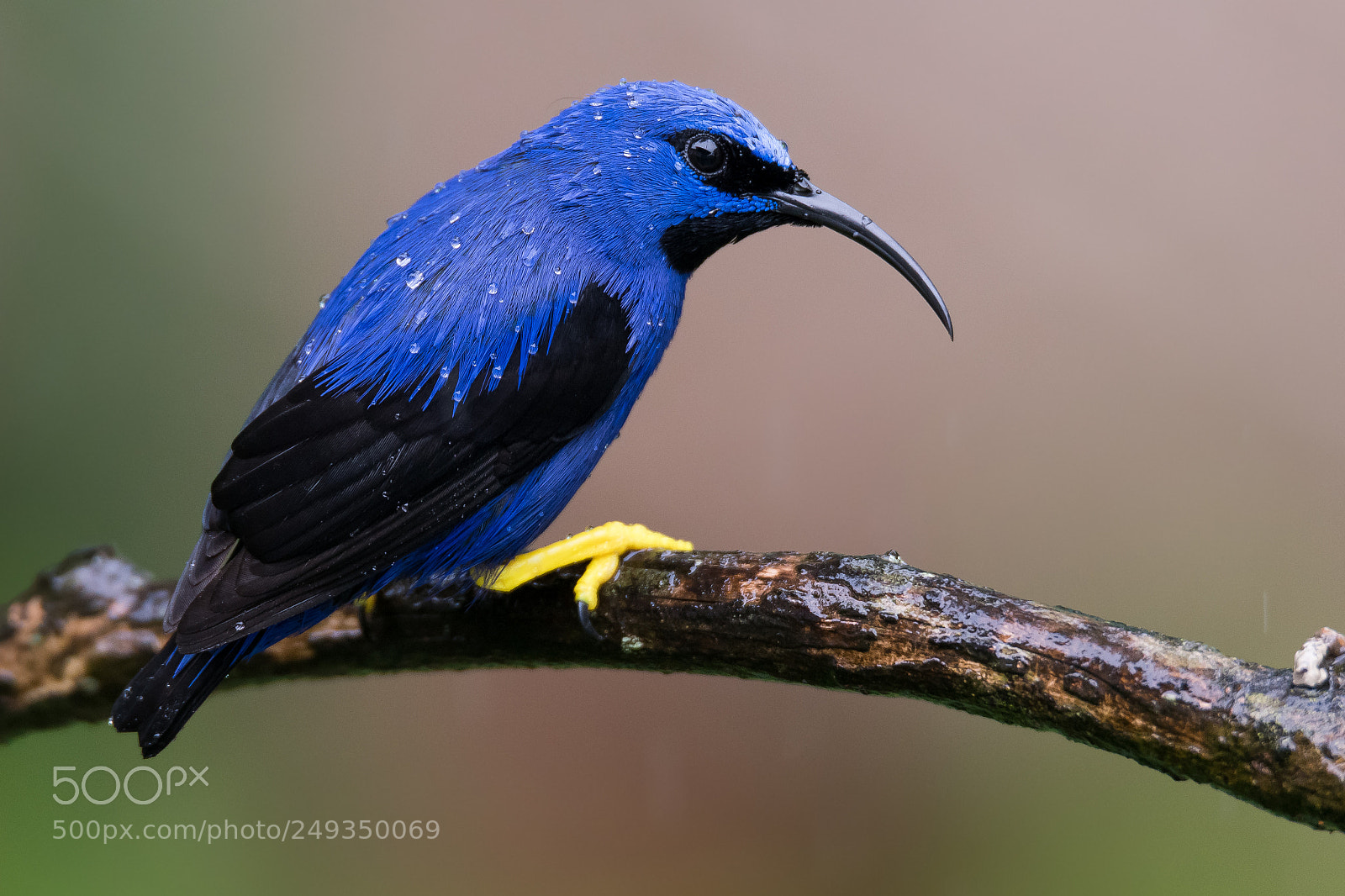 Nikon D500 sample photo. Purple honeycreeper photography