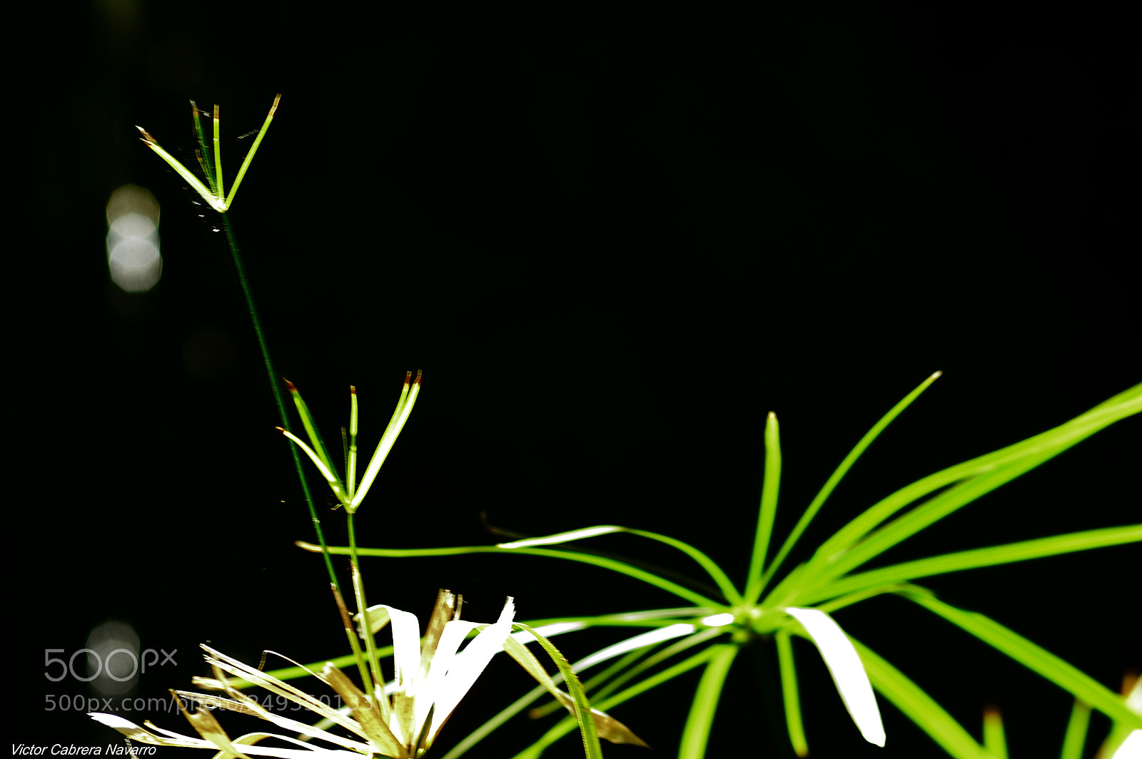 Nikon D3200 sample photo. Vyn photography