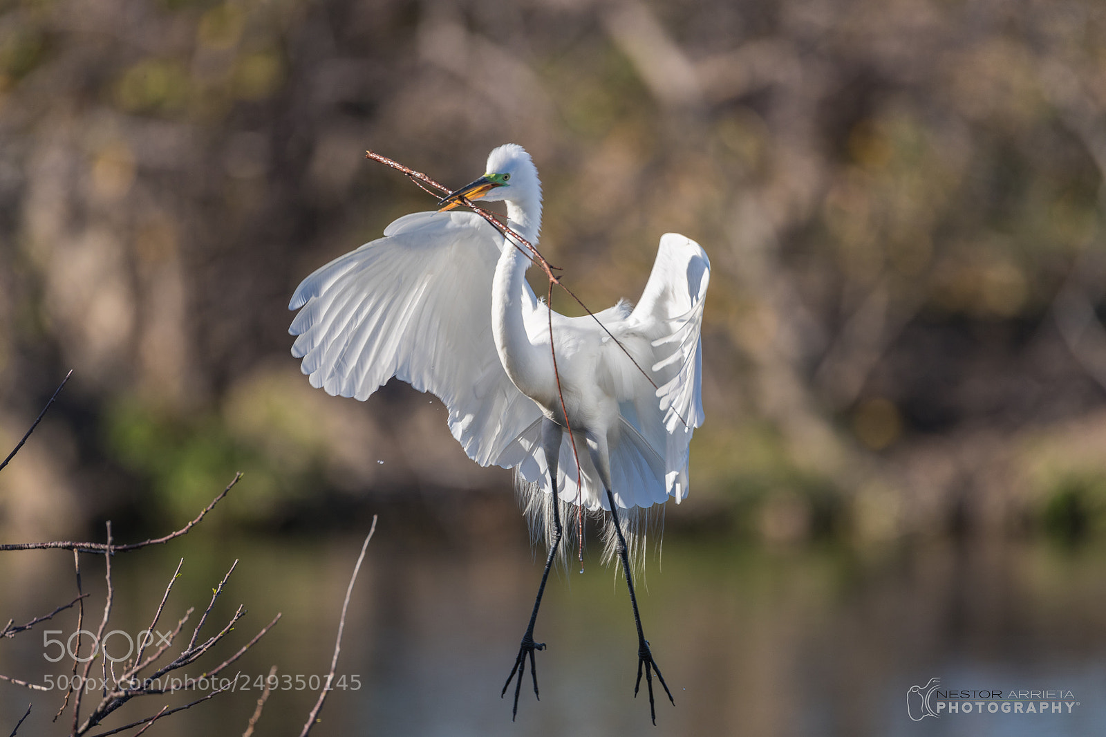 Canon EOS-1D X Mark II sample photo. Landing photography
