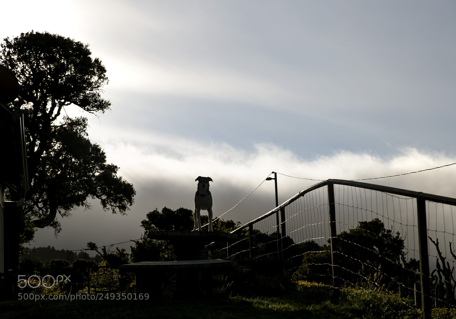 Canon EOS-1D X Mark II sample photo. Dog watching the sunrise... photography