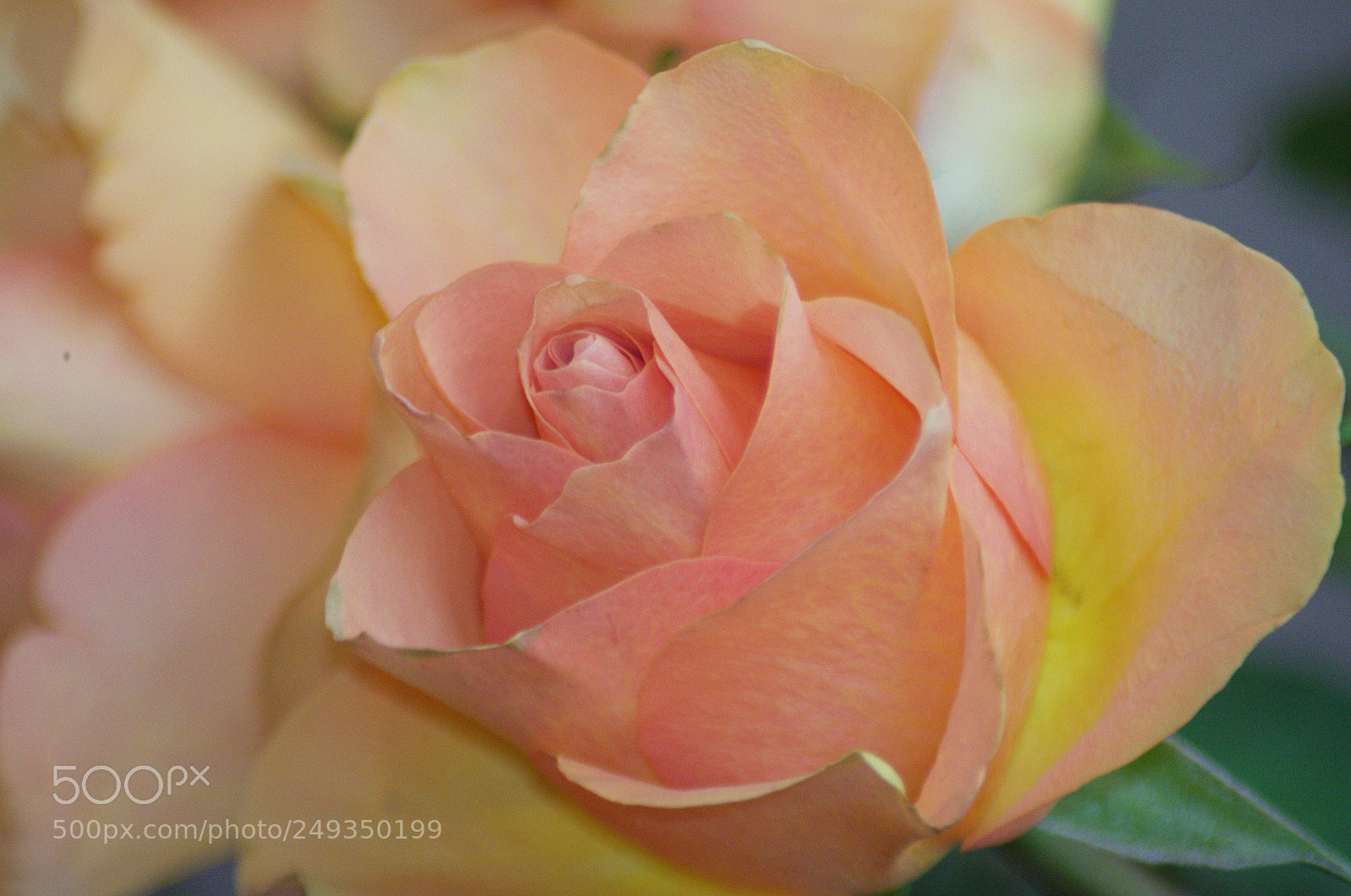 Nikon D5100 sample photo. Ballerina photography