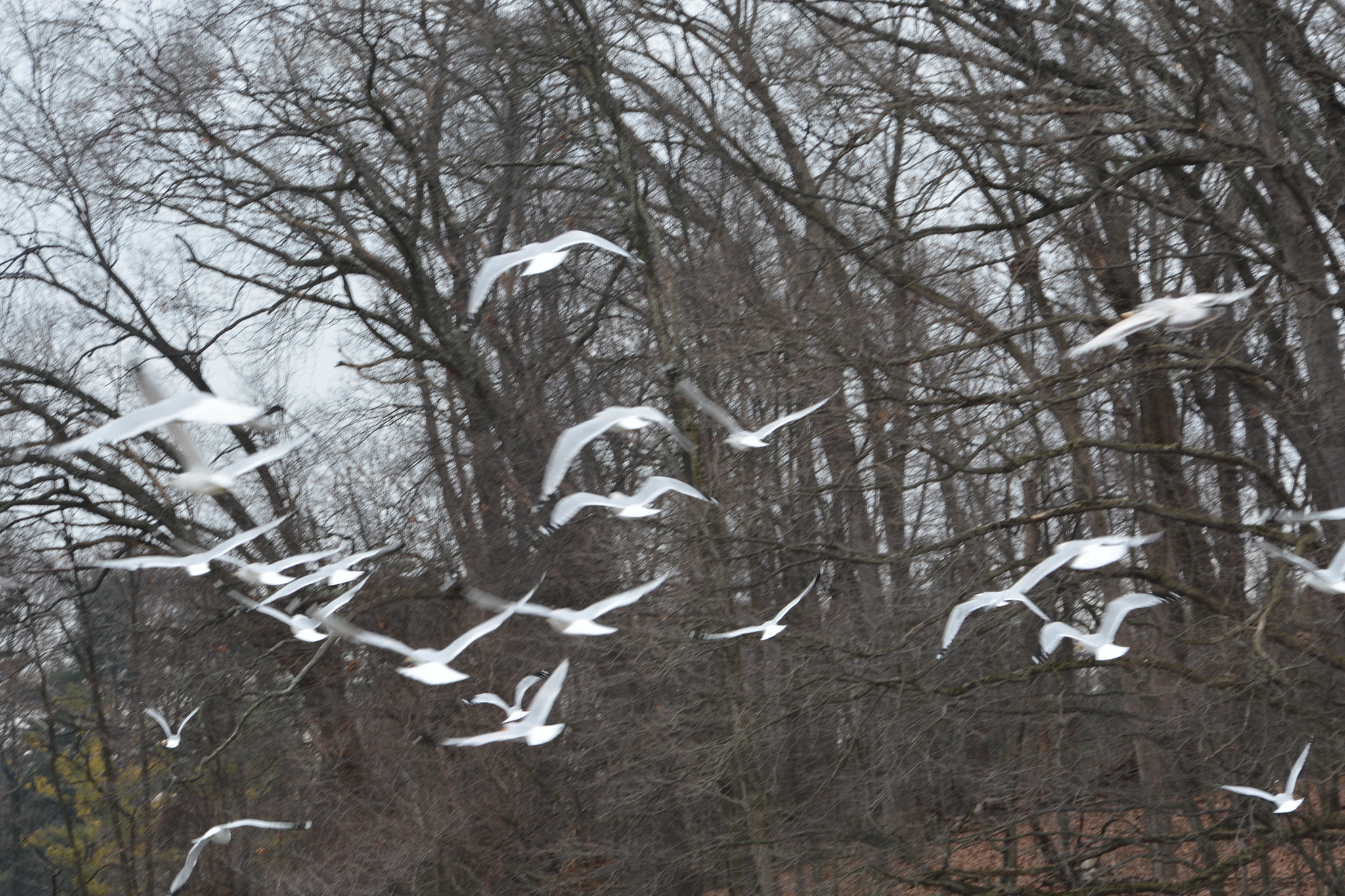 Nikon D7100 sample photo. Bird life. free flight! 2 photography