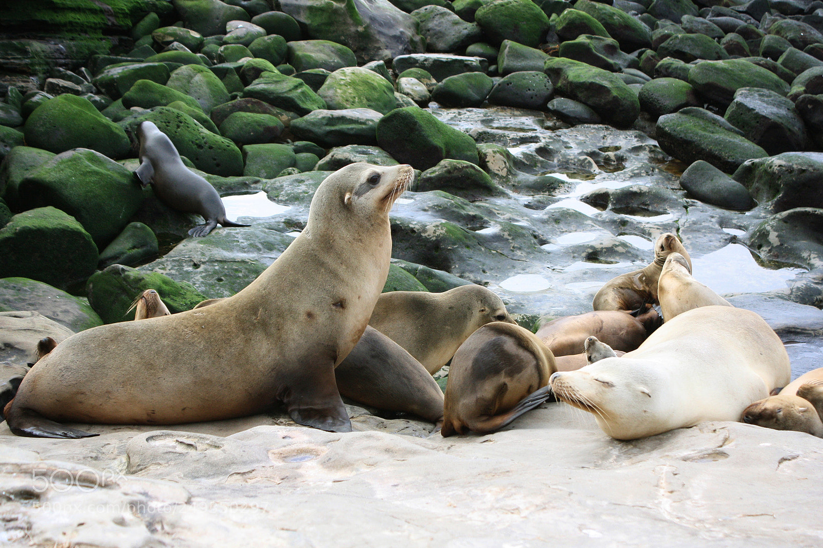 Canon EOS 1000D (EOS Digital Rebel XS / EOS Kiss F) sample photo. Sea lion bandit photography