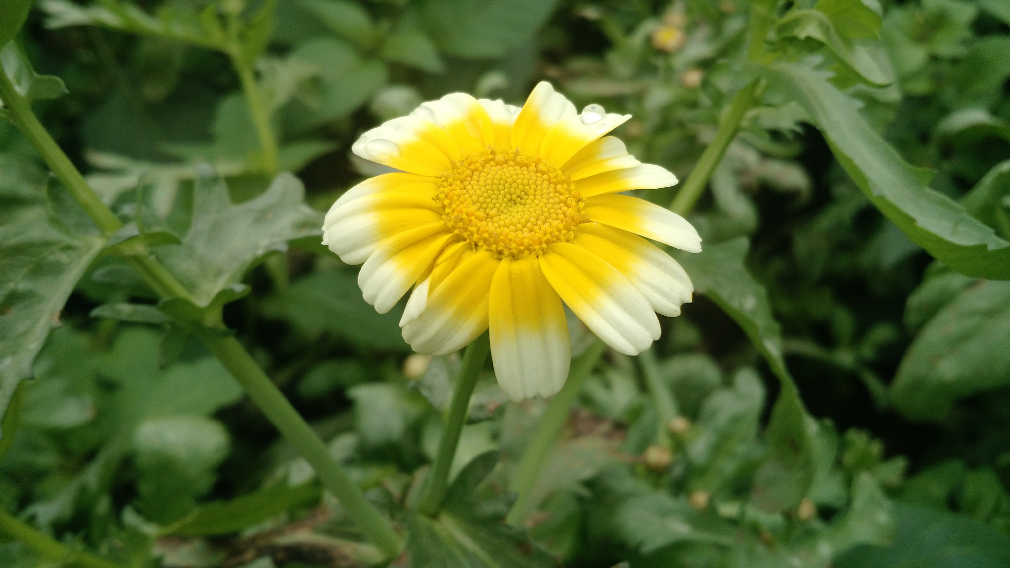 Motorola Moto X (2nd Gen) sample photo. Wild flower photography