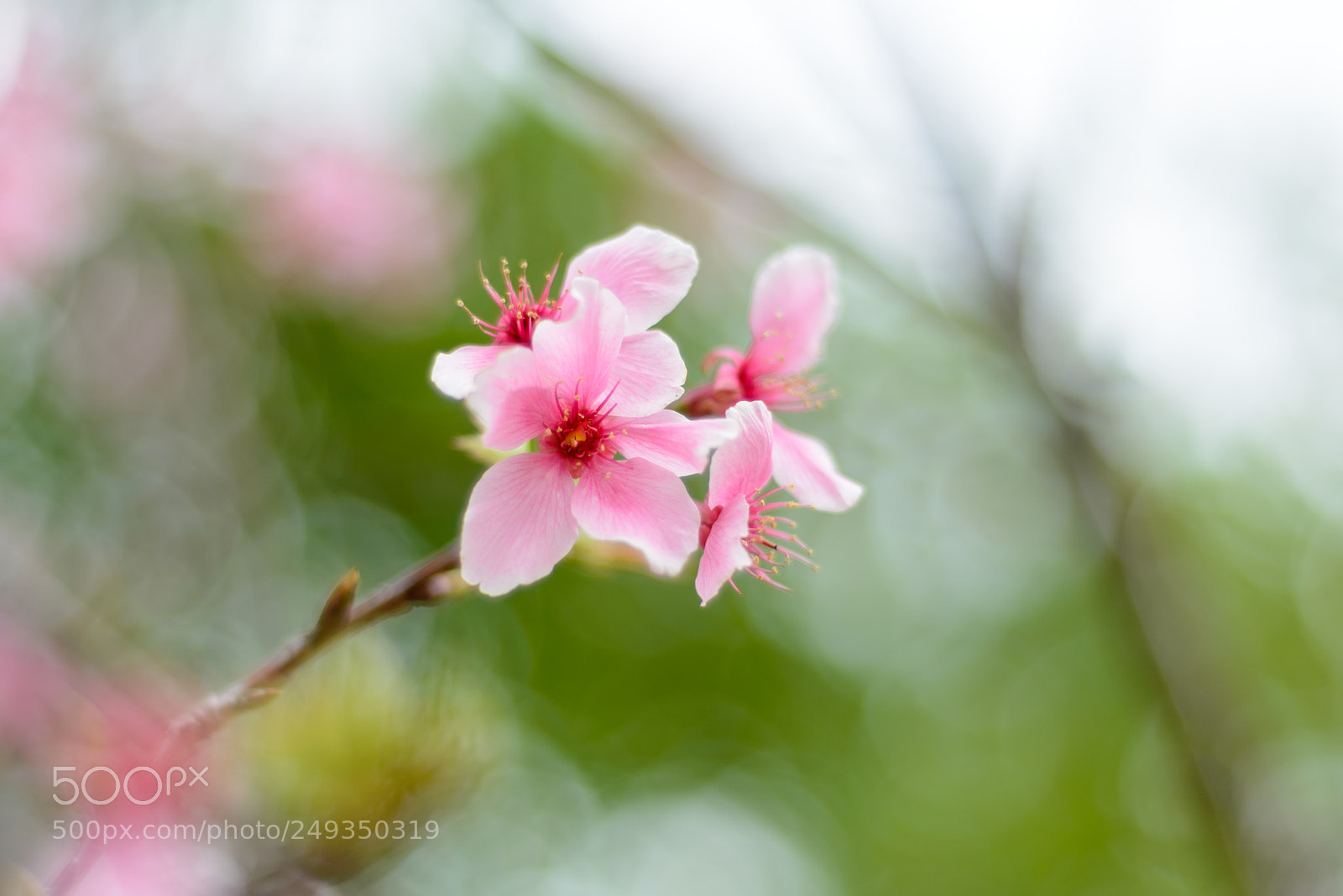 Nikon D610 sample photo. Cherry blossoms, purity photography