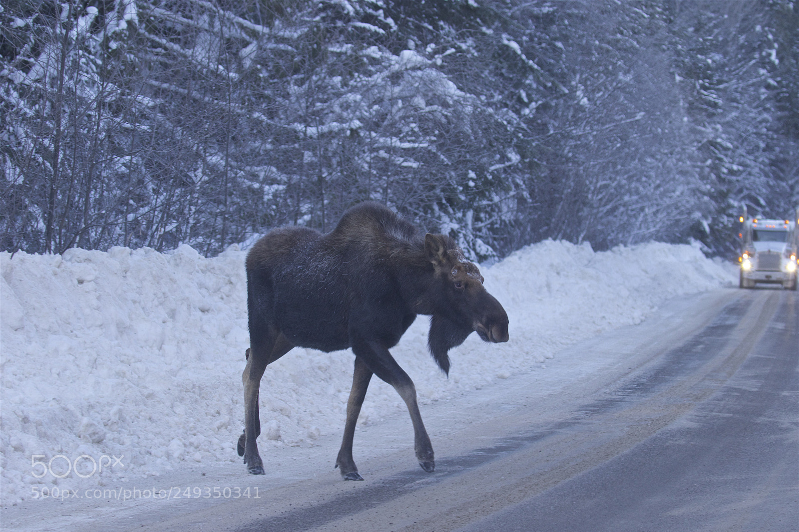 Canon EOS 7D Mark II sample photo. A bull moose photography