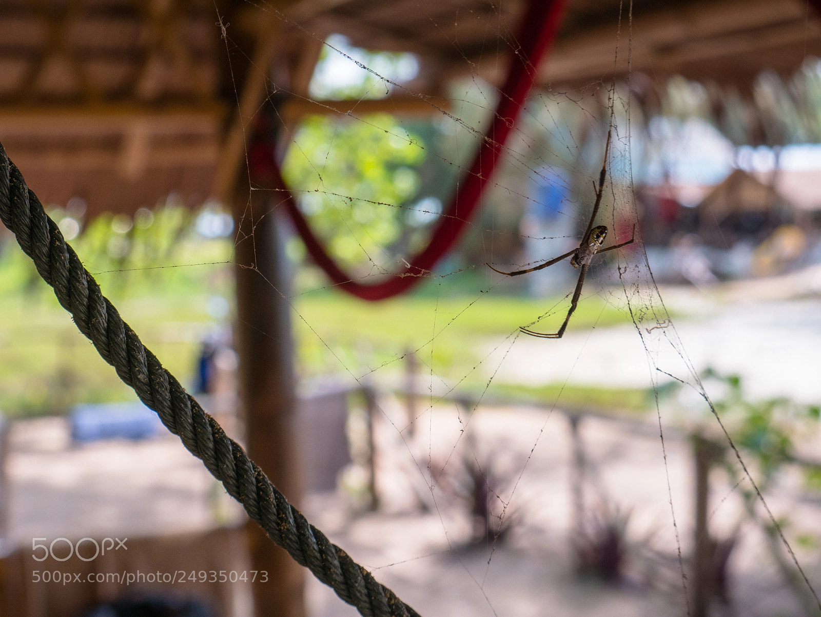 Panasonic Lumix DMC-GX85 (Lumix DMC-GX80 / Lumix DMC-GX7 Mark II) sample photo. Thai spider photography