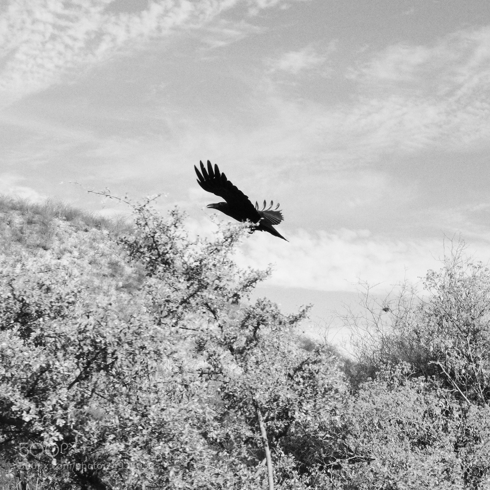 Pentax K-S2 sample photo. A veces envidio la photography