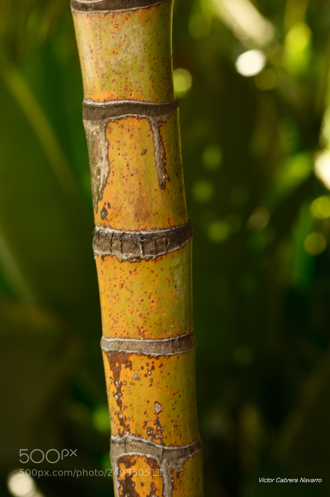 Nikon D3200 sample photo. Byu photography
