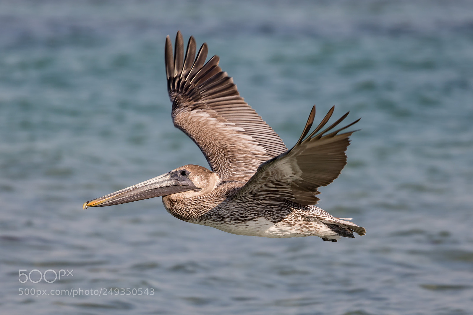 Canon EOS 5D Mark IV sample photo. Pelican photography