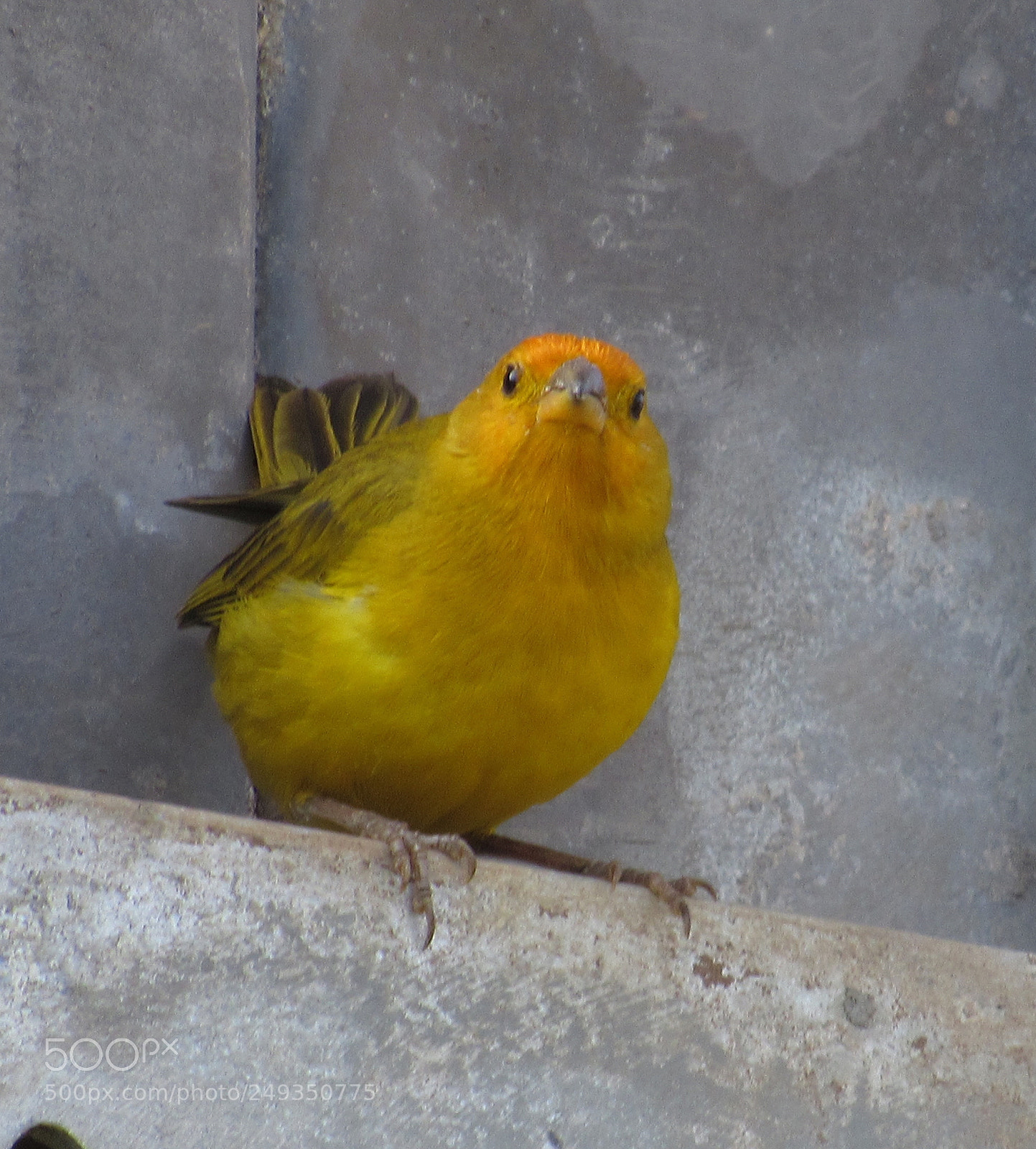 Canon PowerShot SX520 HS sample photo. Canario photography