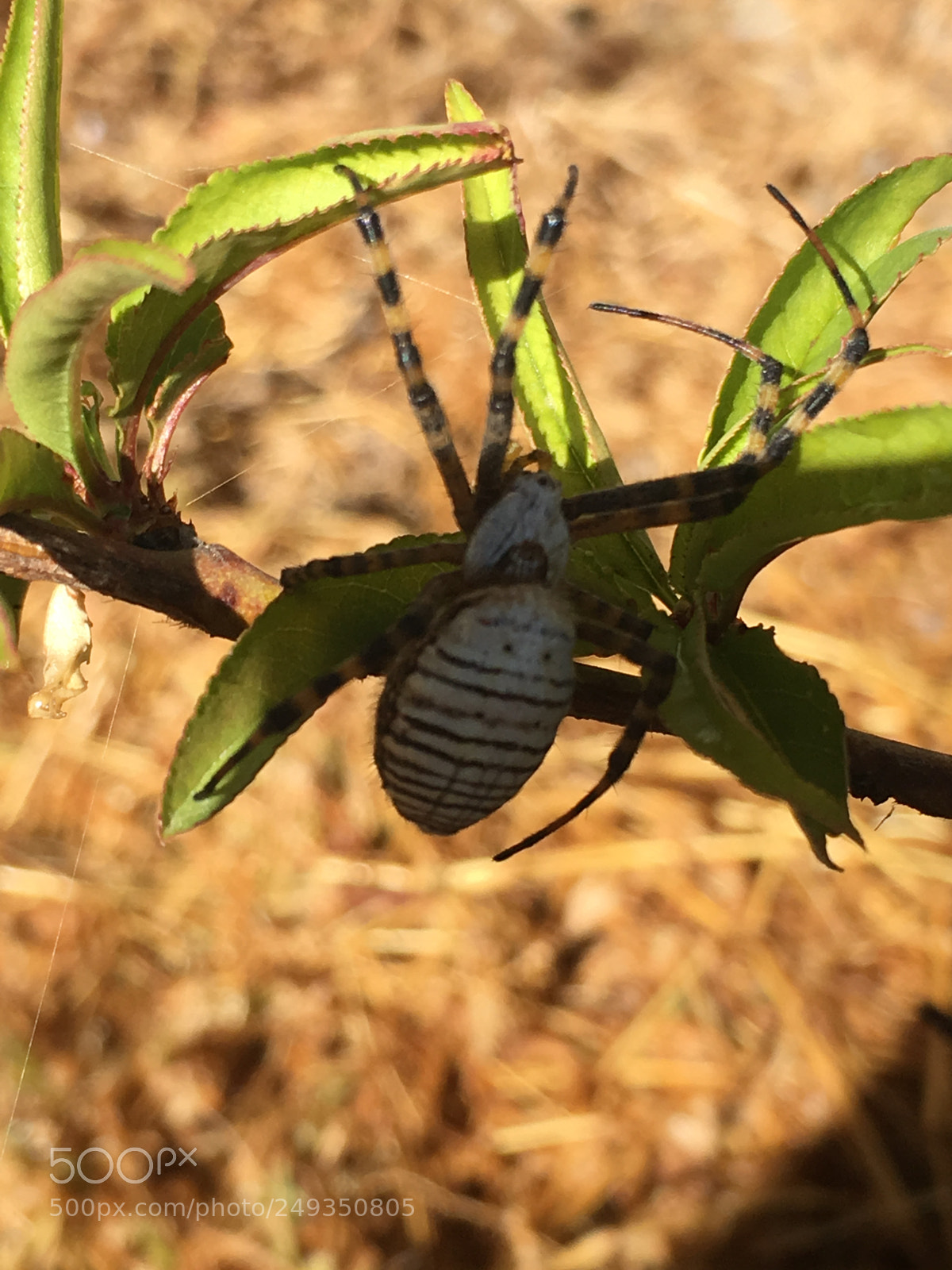 Apple iPhone SE sample photo. Araña photography
