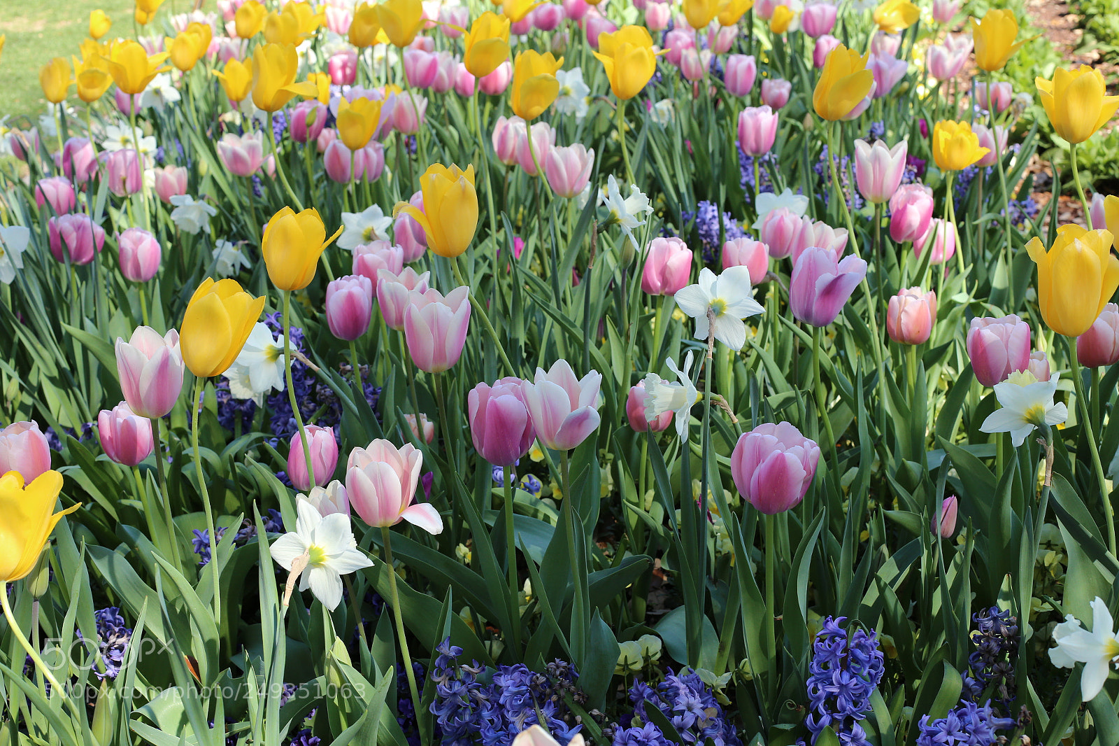 Canon EOS 6D + Canon EF 50mm F1.4 USM sample photo. Spring photography