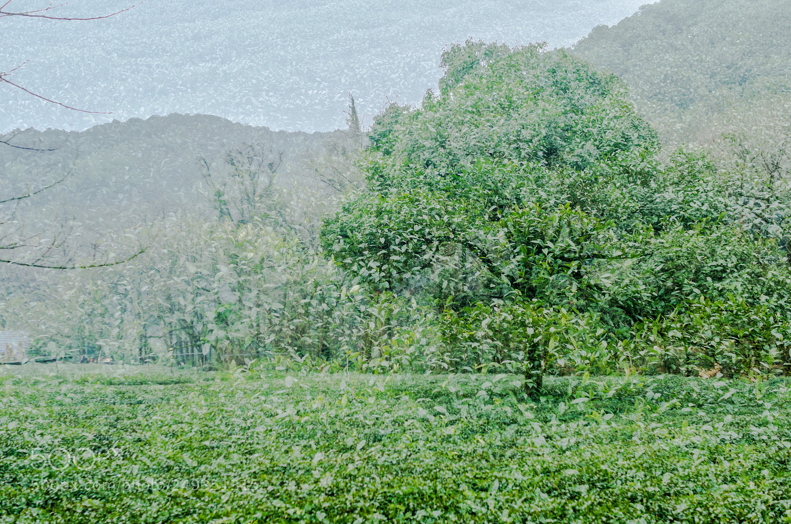 Nikon D7000 sample photo. Tea photography